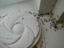 Argentine ants.JPG