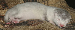 Black-footed-ferret.jpg