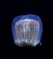 Thimble jellyfish (Linuche unguiculata) Order: Coronatae
