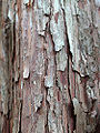 Eastern Red Cedar (Juniperus virginiana L.)