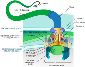Flagellum base diagram ru.png