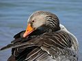 Greylag Goose (Anser anser)
