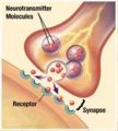 Neurotransmitter.JPG