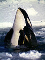 Killer whale (Orcinus orca) Order: Cetacea