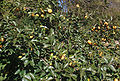 Persimmon (Diospyros kaki) Order: Ebenales