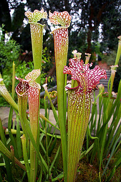 Sarracenia main photo.jpg
