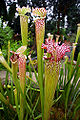 Thumbnail for version as of 20:02, 16 May 2010
