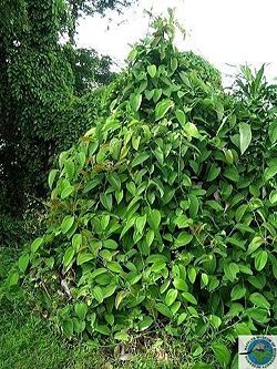 Smilax setosa.jpg