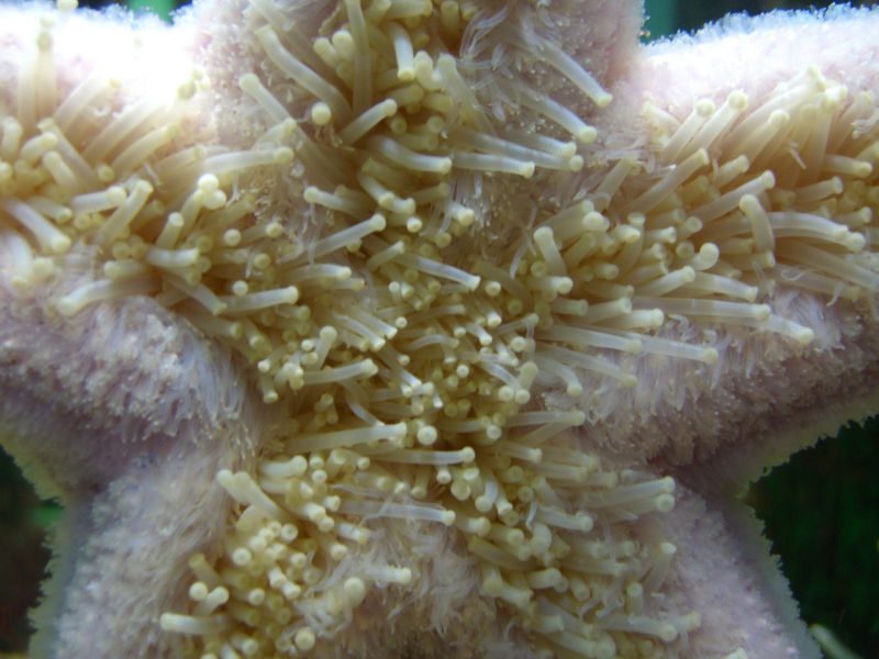 File:Tube Feet.jpg