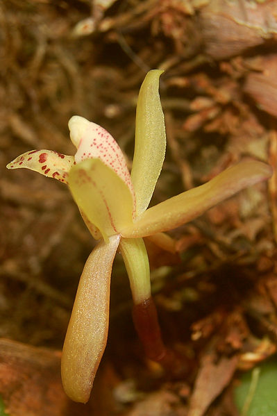 File:Vanilla orchid 3.jpg