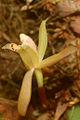 vanilla ordhid (species name)