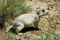 White-Tailed Prairie Dog(Cynomys leucurus)