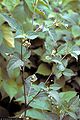 Up-close of the American black nightshade.