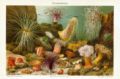 A lithograph of a variety of sea anemones
