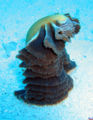 Brown, leafy sea pen.
