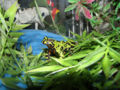 Buddy the Fire-bellied Toad.