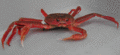 Chionoecetes opilio