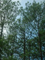 Pinus echinata trees