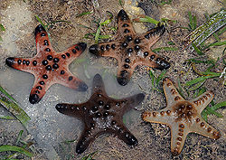 Forms of P. nodosus.jpg