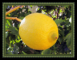 Lemon 2.jpg