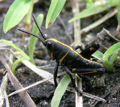Eastern lubber grasshopper (Romalea guttata) Family: Acrididae