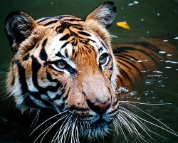 Malayan tiger2.jpg