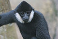 Northern White-cheeked Gibbon (N. leucogenys) Genus: Nomascus