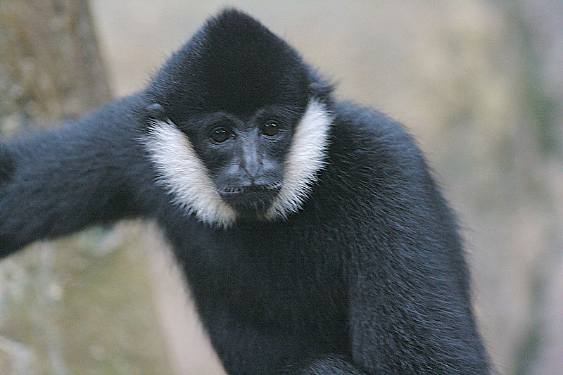 File:Nomascus gibbon.jpg