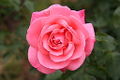 Pink Rose (Fontaline)