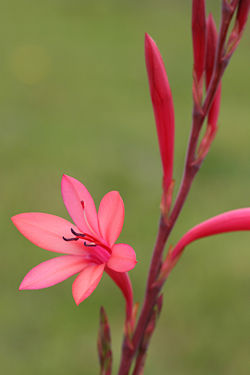 Watsoniaflower.jpg