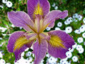 Iris (Iris douglasiana) Family: Iridaceae