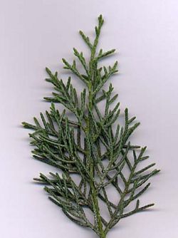 Arizona cypress.jpg