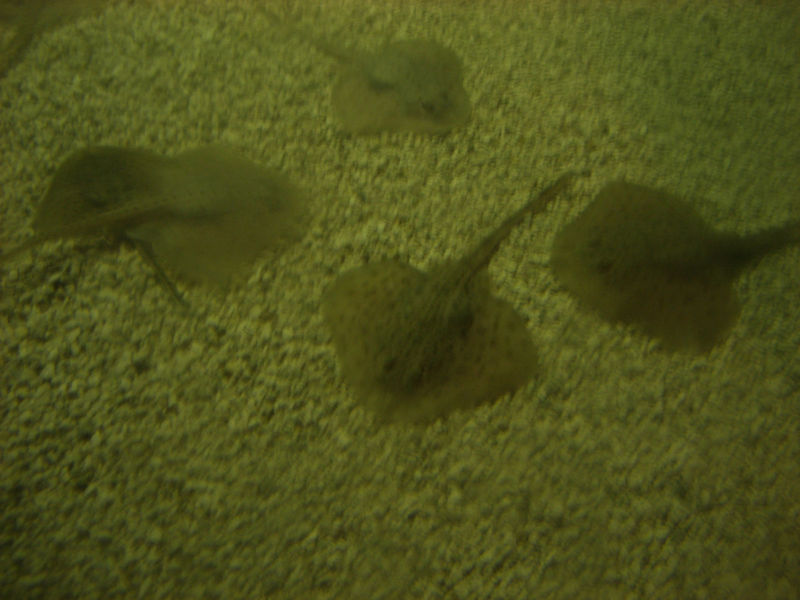 File:Baby manta rays.jpg