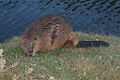 American Beaver (Castor canadensis) Family: Castoridae
