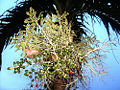 Betel nut palm Genus: Areca