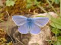 Butterfly (Polyommatus icarus) Order: Lepidoptera