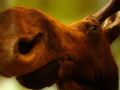 A stuffed Moose at Jackson, Wyoming