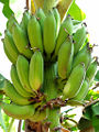 Bunch of unripe green plantains.