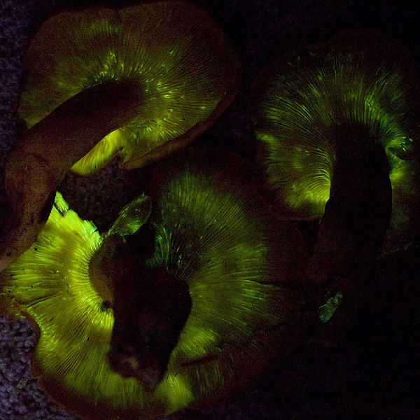 File:Jackolanternmushroom.jpg