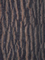 Northern Red Oak4.jpg