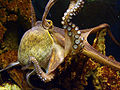 Thumbnail for version as of 01:38, 3 December 2009