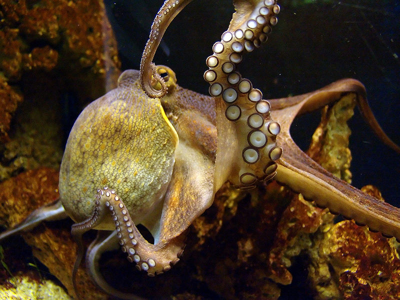 File:Octopus vulgaris.jpg