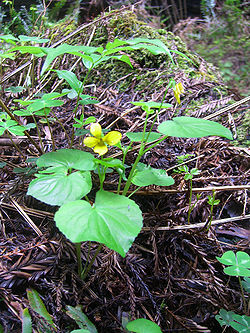 Red wood violet.jpg