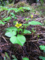 Evergreen violet (Viola sempervirens) Order: Violaceae