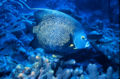 French angelfish (Pomacanthus paru)