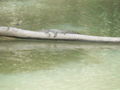 Saltwater crocodile (Crocodylus porosus)