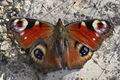 European Peacock (Aglais io) Family: Nymphalidae