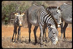 Grevy's Zebra Equus grevyi.jpg