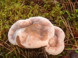 Hydnellum peckii 01.jpg