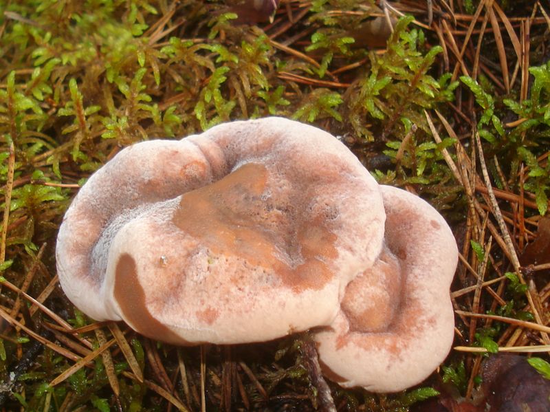File:Hydnellum peckii 01.jpg